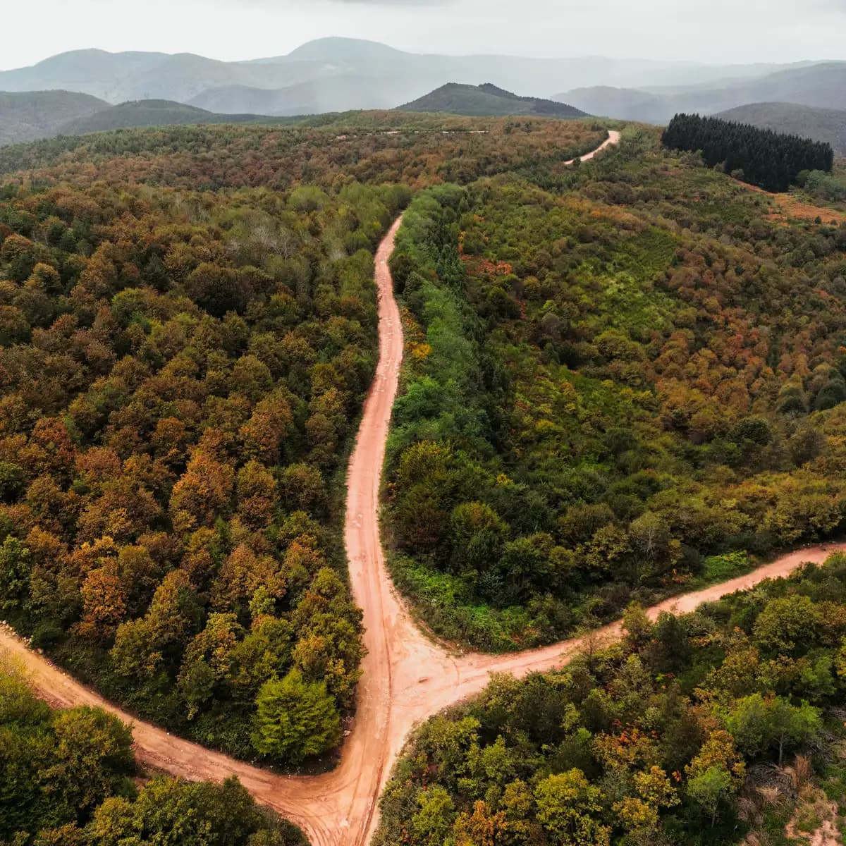 Des chemins qui se croisent au milieu de la forêt