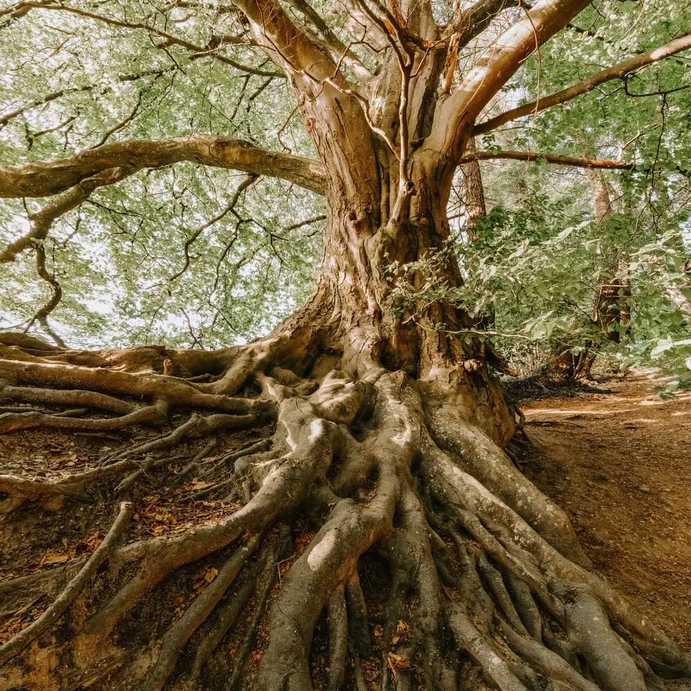 Un grand arbre et ses racines profondes