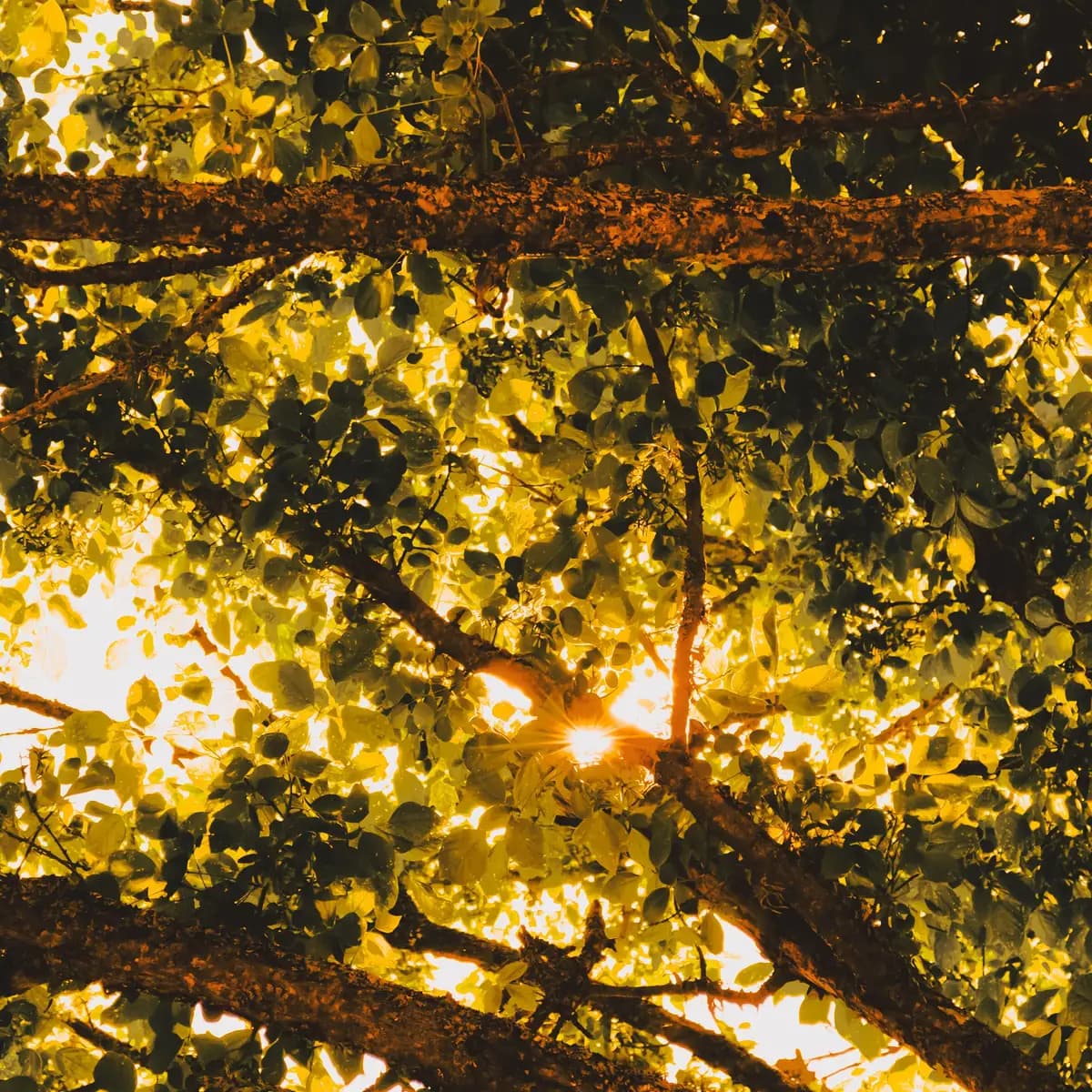 Lumière du soleil traversant la canopée