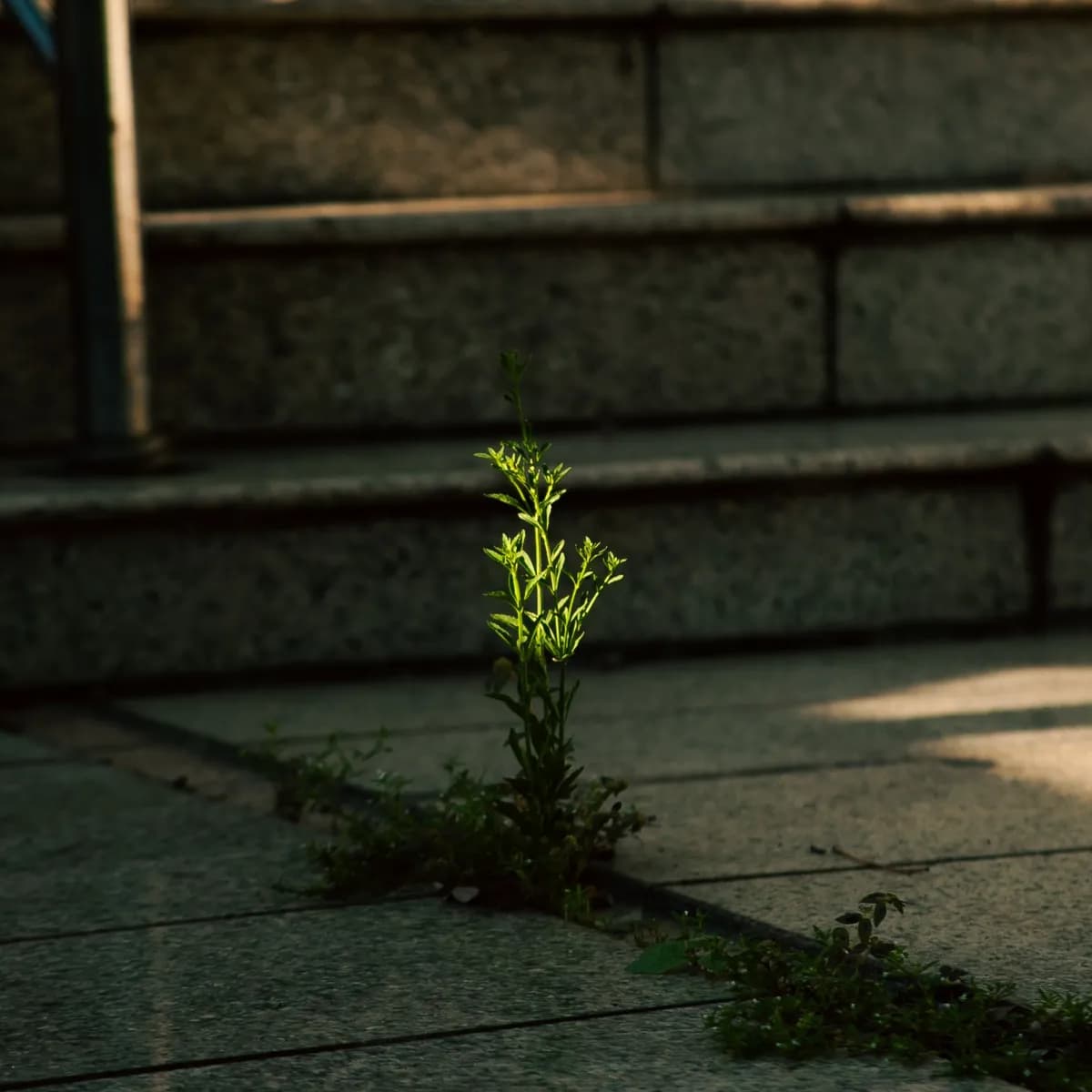 Une plante pousse entre les dalles, tournée vers la lumière