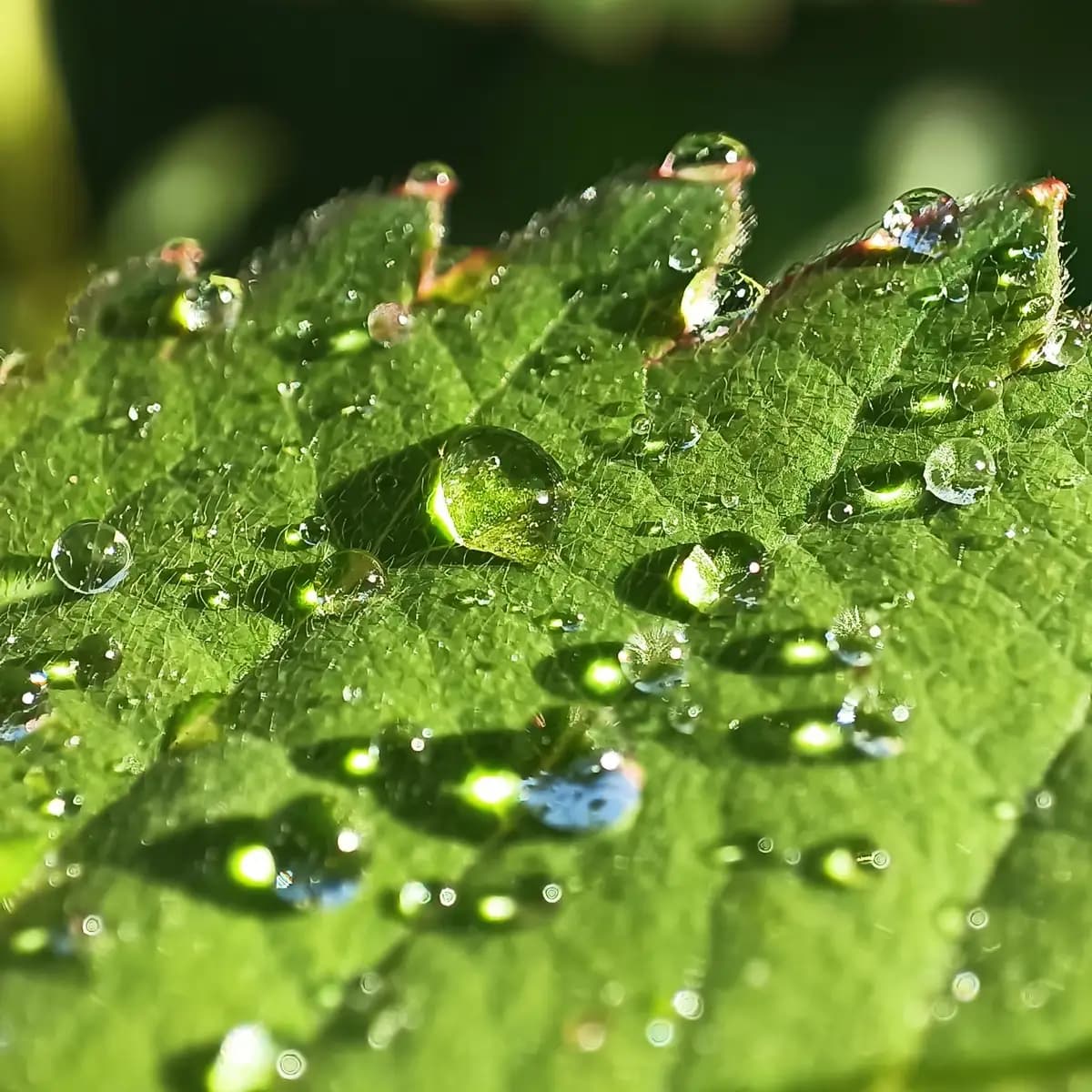 Gouttes de rosée posées sur une feuille